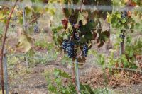 Weinrebe &ndash; &copy; Andreas Böcker (Eberhardt TRAVEL)