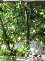  Zitronenbaum &ndash; &copy; Adelheid Fritzsche (Eberhardt TRAVEL)