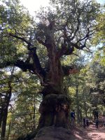 Baumriesen &ndash; &copy; Roswitha Zytowski (Eberhardt TRAVEL)