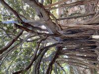 Wie alt diese Magnolie wohl sein mag? &ndash; &copy; Roswitha Zytowski (Eberhardt TRAVEL)