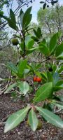 Erdbeerbaum &ndash; &copy; Betina Marinov (Eberhardt TRAVEL)