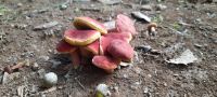 Pilze &ndash; &copy; Betina Marinov (Eberhardt TRAVEL)
