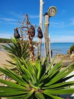 Gargano, Yuccapalme &ndash; &copy; Ria Heilmann (Eberhardt TRAVEL)
