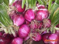 Cipolle rosse &ndash; &copy; Gabriele Schwarze (Eberhardt TRAVEL)