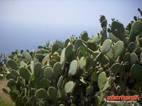 Katusfeige &ndash; &copy; Gabriele Schwarze (Eberhardt TRAVEL)
