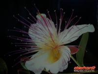 Blüte der Kaper &ndash; &copy; Gabriele Schwarze (Eberhardt TRAVEL)
