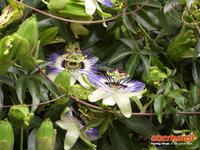 Blüte der Passionsblume &ndash; &copy; Gabriele Schwarze (Eberhardt TRAVEL)