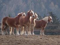  Haflinger am Sandhof &ndash; &copy; Gisela Hohlfeld (Eberhardt TRAVEL)