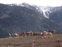  Haflinger Sandhof &ndash; &copy; Gisela Hohlfeld (Eberhardt TRAVEL)