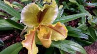 Orchideenwelt  &ndash; &copy; Gisela Hohlfeld (Eberhardt TRAVEL)