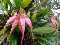 Orchideenwelt  &ndash; &copy; Gisela Hohlfeld (Eberhardt TRAVEL)