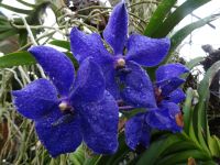 Orchideenwelt  &ndash; &copy; Gisela Hohlfeld (Eberhardt TRAVEL)
