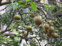 Zitronenbaum &ndash; &copy; Heike Heinen (Eberhardt TRAVEL)