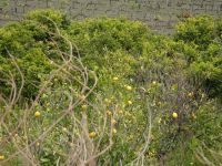 Sizilien &ndash; &copy; Sabine Letzybyll (Eberhardt TRAVEL)