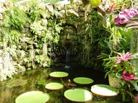 Seerose Victoria amazonica &ndash; &copy; Petra Scherbaum (Eberhardt TRAVEL)