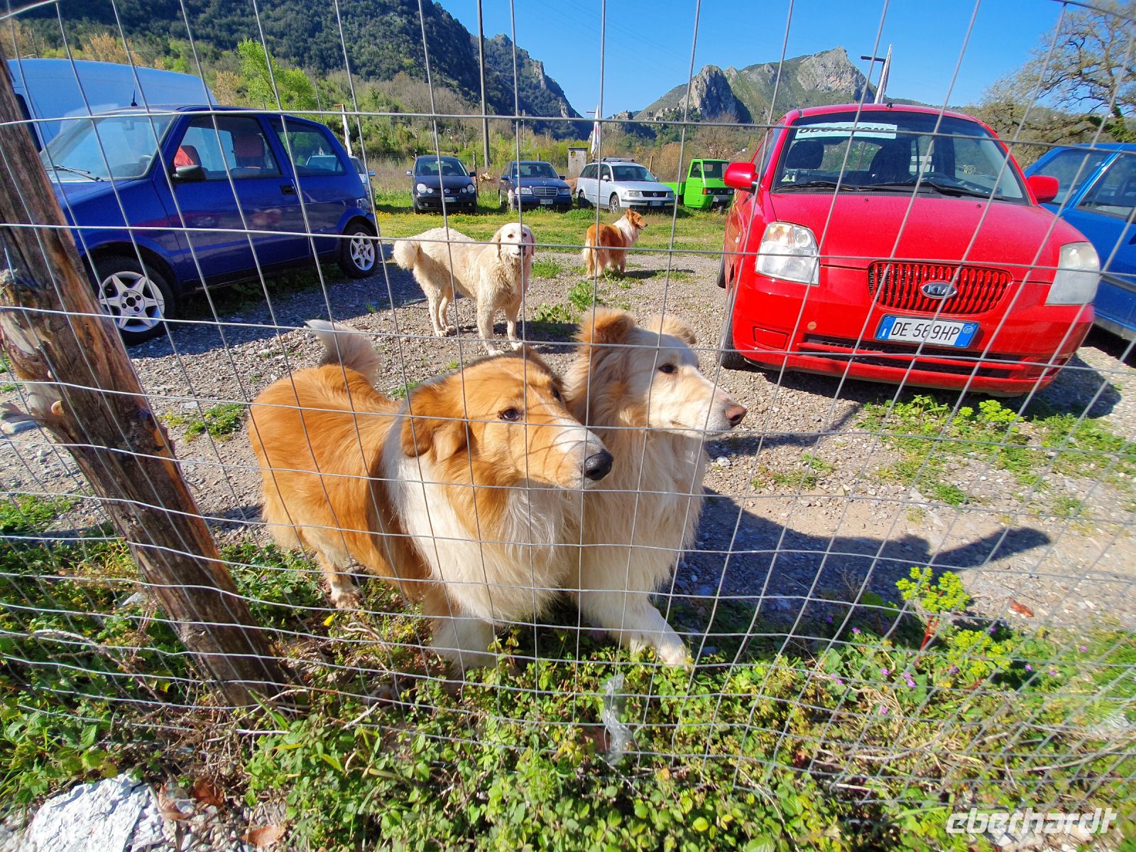 Wachhunde bei San Severino &ndash; &copy; Ria Heilmann (Eberhardt TRAVEL)