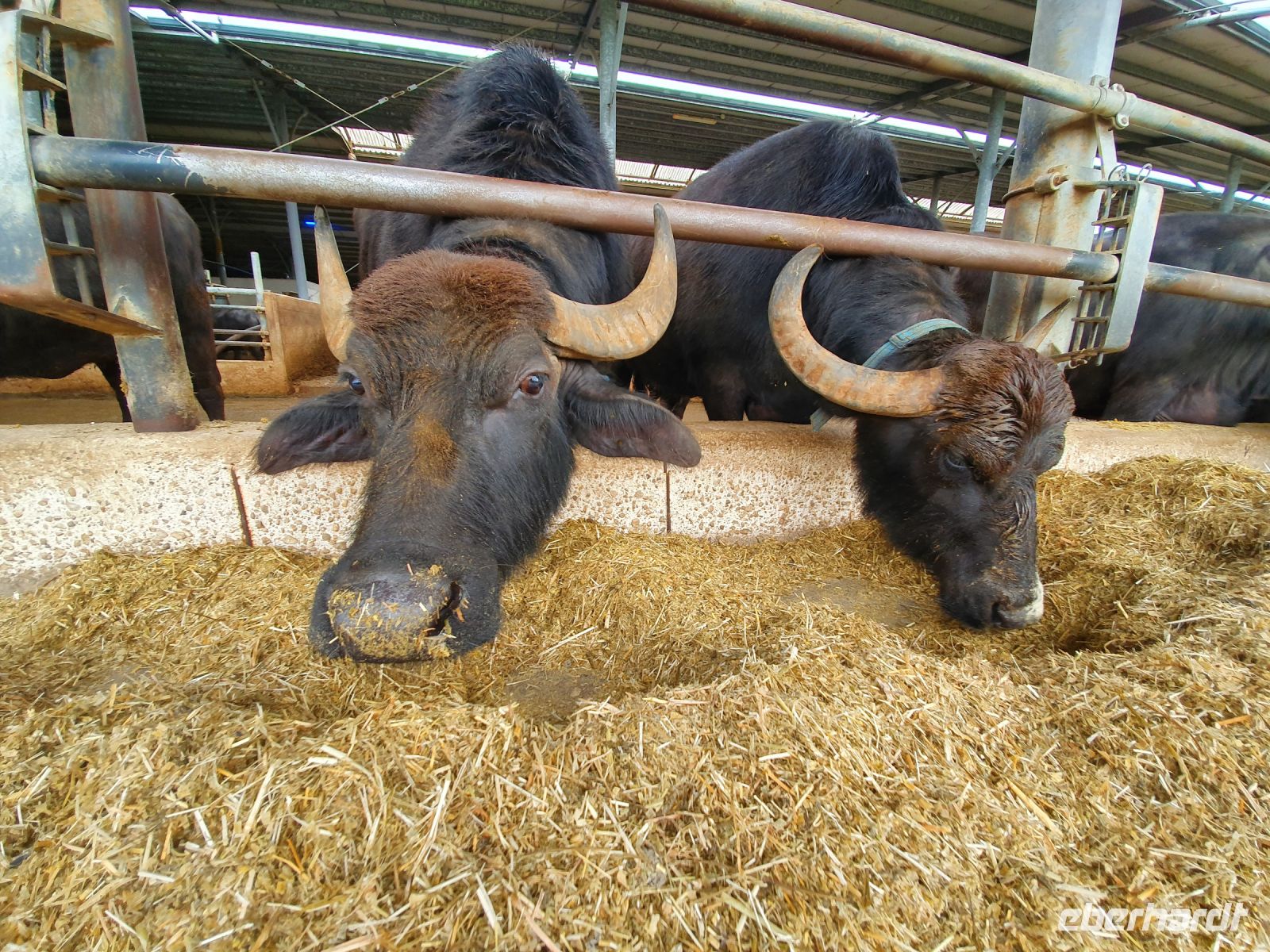 Bio Büffelfarm Vannulo in Paestum &ndash; &copy; Ria Heilmann (Eberhardt TRAVEL)