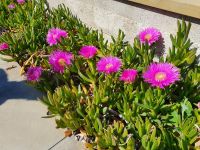 Afrikanische Mittagsblume &ndash; &copy; Ria Heilmann (Eberhardt TRAVEL)