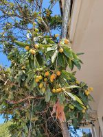 Mispelbaum &ndash; &copy; Ria Heilmann (Eberhardt TRAVEL)