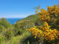 Stechginster &ndash; &copy; Ria Heilmann (Eberhardt TRAVEL)