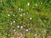 Leinenpflanze &ndash; &copy; Ria Heilmann (Eberhardt TRAVEL)