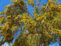 Akazienmimose &ndash; &copy; Ria Heilmann (Eberhardt TRAVEL)