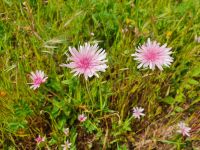 rosa Pippau &ndash; &copy; Ria Heilmann (Eberhardt TRAVEL)