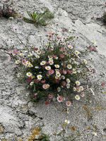 Flora überall &ndash; &copy; Anne Schröder (Eberhardt TRAVEL)