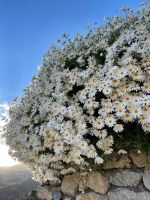 Margeriten  &ndash; &copy; Anne Schröder (Eberhardt TRAVEL)