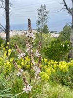 Die Asphodelus gedeiht überall am Wegesrand &ndash; &copy; Anne Schröder (Eberhardt TRAVEL)