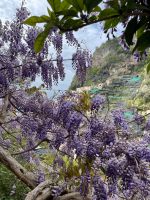 Blauregeliebe 7.0 &ndash; &copy; Anne Schröder (Eberhardt TRAVEL)