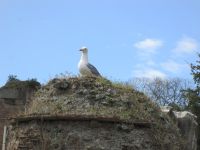 im Forum Romanum &ndash; &copy; Heike Heinen (Eberhardt TRAVEL)