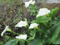 Vatikanische Gärten: Calla &ndash; &copy; Heike Heinen (Eberhardt TRAVEL)