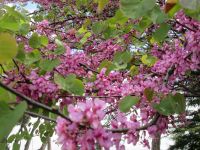 Judasbaum &ndash; &copy; Heike Heinen (Eberhardt TRAVEL)