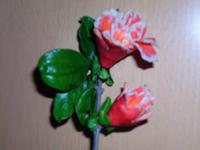 Granatapfelblüte