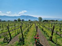 Cantina (Weingut) del Vesuvio &ndash; &copy; Katrin Deutschbein (Eberhardt TRAVEL)