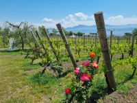Cantina (Weingut) del Vesuvio &ndash; &copy; Katrin Deutschbein (Eberhardt TRAVEL)