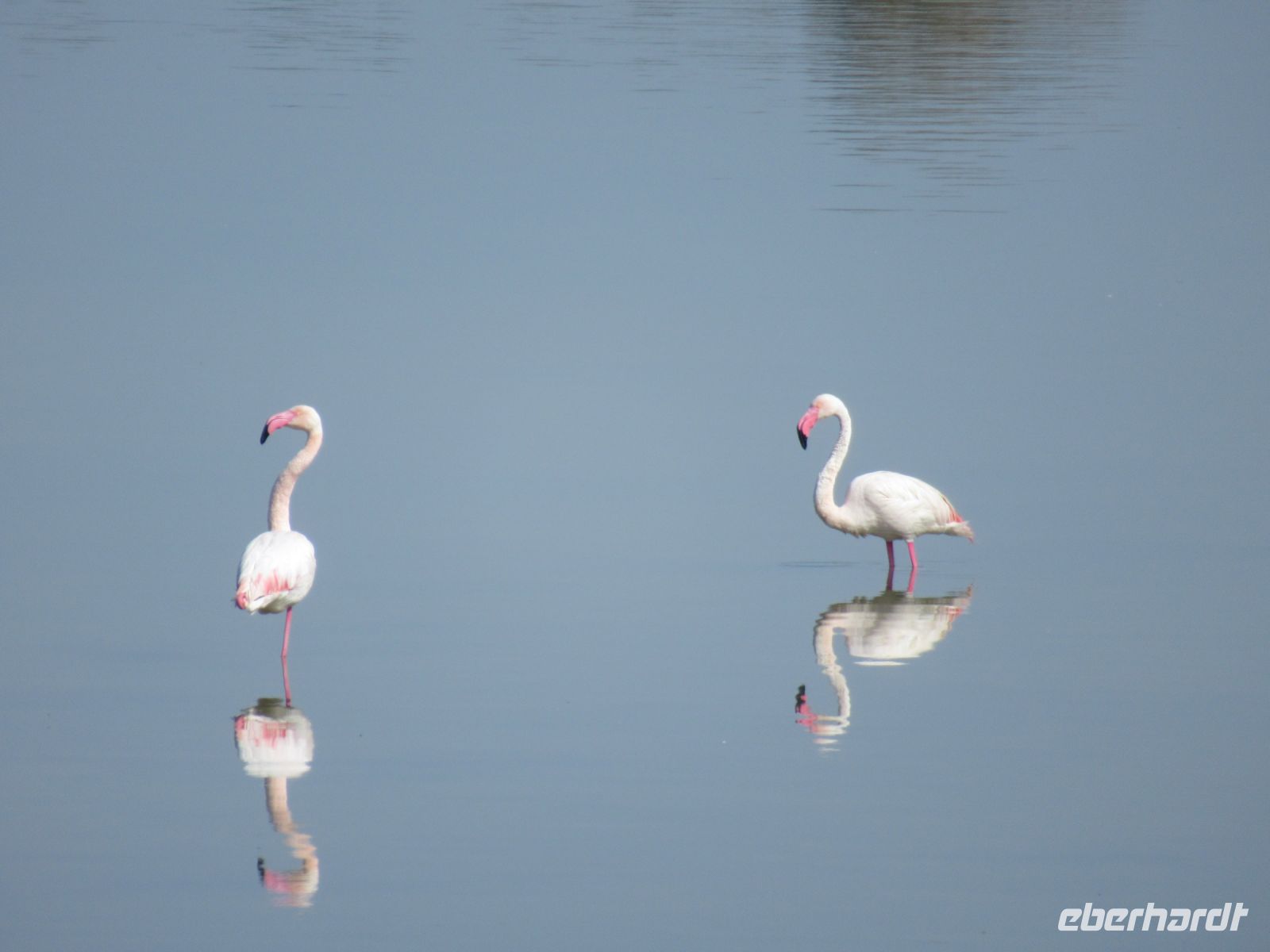 236 Cagliari Flamingos.JPG &ndash; &copy; Kathrin Mickan (Eberhardt TRAVEL)