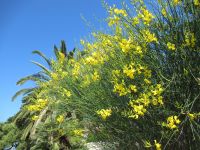 064 Caprera.JPG &ndash; &copy; Kathrin Mickan (Eberhardt TRAVEL)