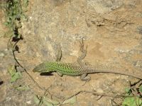 154 Nekropole Anghelo Ruju.JPG &ndash; &copy; Kathrin Mickan (Eberhardt TRAVEL)