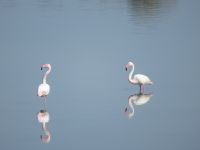 236 Cagliari Flamingos.JPG &ndash; &copy; Kathrin Mickan (Eberhardt TRAVEL)