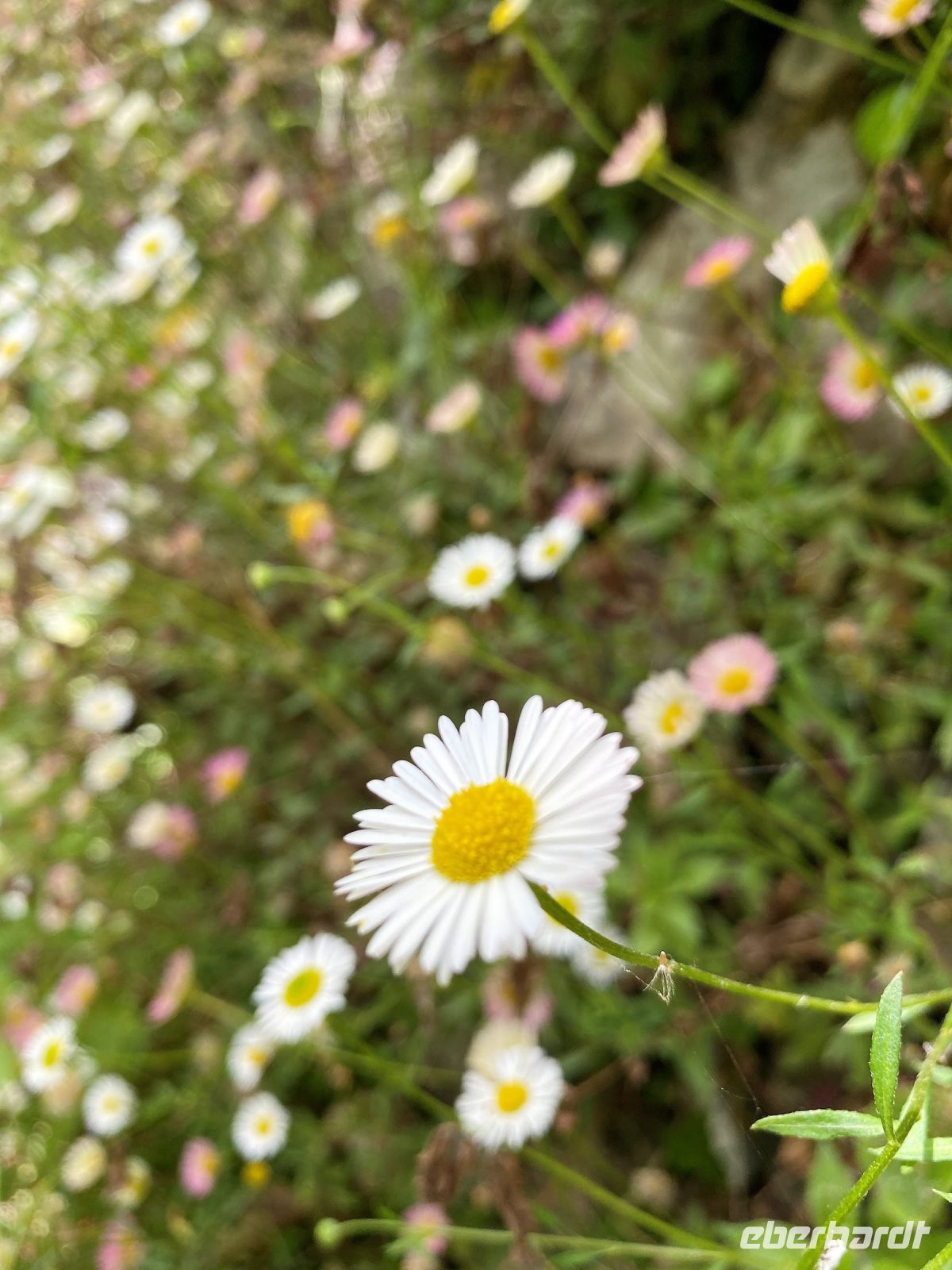 Tag 5 - Flora.jpg &ndash; &copy; Christin Kuschka (Eberhardt TRAVEL)