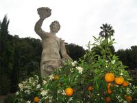 Collodi