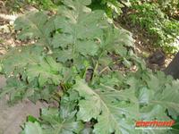 Acantus