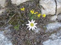 Kernersche Schmuckblume &ndash; &copy; Ralf Kuchenbecker (Eberhardt TRAVEL)