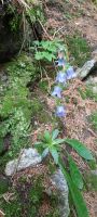 Glockenblume &ndash; &copy; Betina Marinow (Eberhardt TRAVEL)