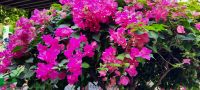 Bougainvillea &ndash; &copy; Betina Marinow (Eberhardt TRAVEL)