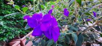 Prinzessinnenblume- Lasiandra &ndash; &copy; Betina Marinow (Eberhardt TRAVEL)