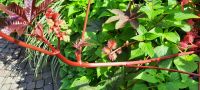 Rizinus - Wunderbaum &ndash; &copy; Betina Marinow (Eberhardt TRAVEL)