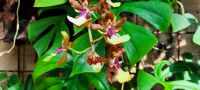 Orchideen &ndash; &copy; Betina Marinow (Eberhardt TRAVEL)